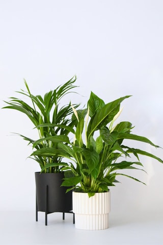 2 plantes purificatrices d'air - Hauteur livrée 60-75 cm