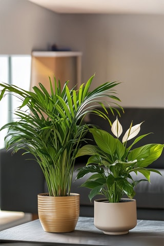 2 plantes purificatrices d'air - Hauteur livrée 60-75 cm