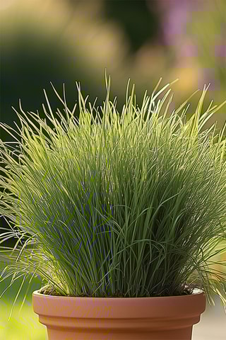 4 herbes à chat Cyperus - Hauteur livrée 30-40 cm