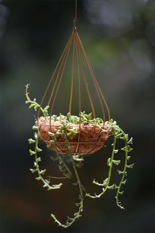 Senecio peregrinus - Hauteur livrée  10-20 cm