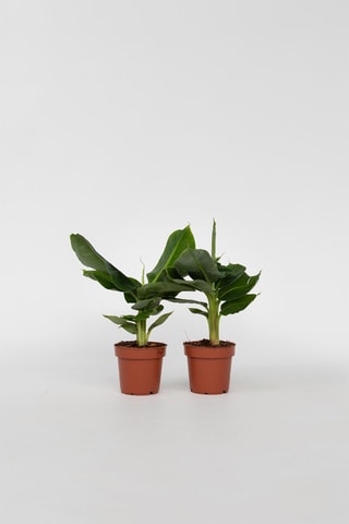 2 bananiers tropicaux - Hauteur livrée 25-40 cm