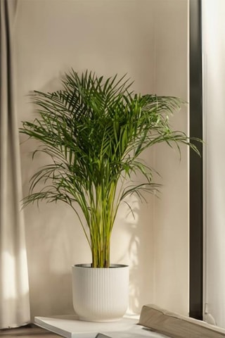 Palmier Kentia XXL - Hauteur livrée 160-170 cm