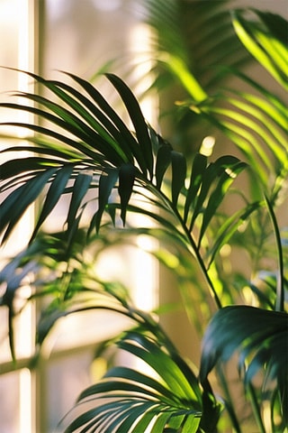 Palmier Kentia XXL - Hauteur livrée 160-170 cm