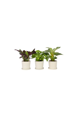 3 Home Mix : Philodendron White Wave, le Syngonium Pixie et le Ctenanthe Burle Marxii - Hauteur livrée 25-40 cm