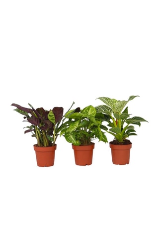 3 Home Mix : Philodendron White Wave, le Syngonium Pixie et le Ctenanthe Burle Marxii - Hauteur livrée 25-40 cm