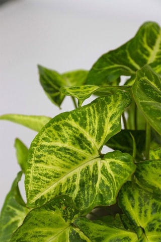 3 Home Mix : Philodendron White Wave, le Syngonium Pixie et le Ctenanthe Burle Marxii - Hauteur livrée 25-40 cm