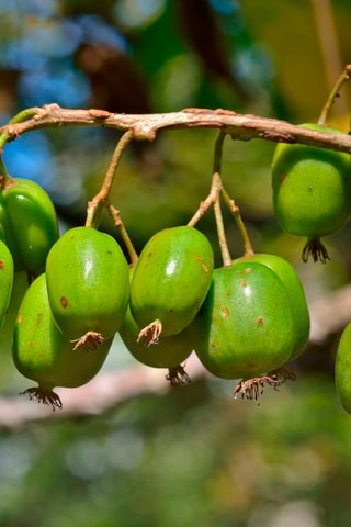 4 super fruits smoothies - Hauteur livrée 25-40 cm