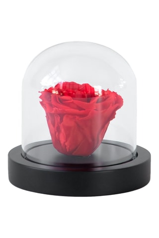 Rose préservée en verre - Hauteur livrée 10 cm