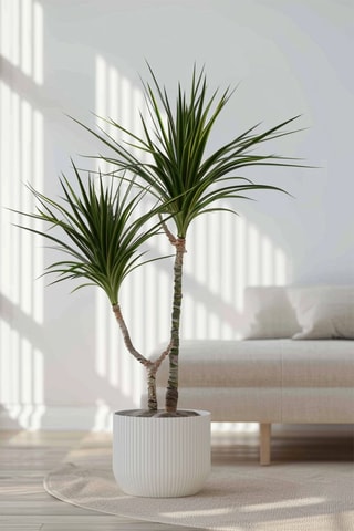 Dracaena 'Dragon tree' - Hauteur livrée 70-80 cm