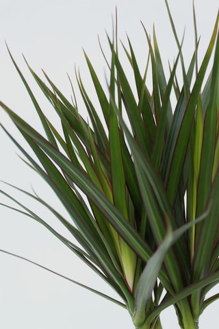 Dracaena 'Dragon tree' - Hauteur livrée 70-80 cm