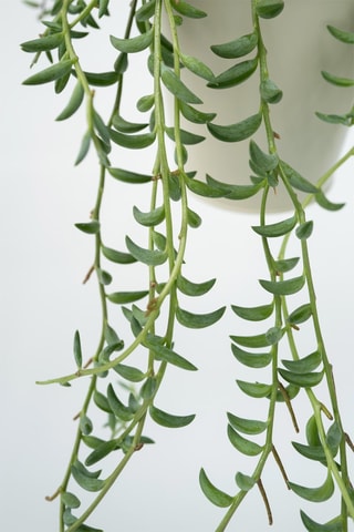 3 "Senecio" - Hauteur livrée 25-35 cm