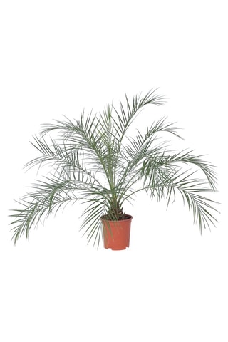 Phoenix Roebelenii 'Dwarf date palm' - Hauteur livrée 80-90 cm