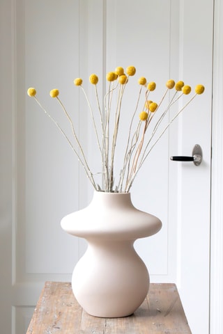 20 tiges de Craspedias séchées - 40-50 cm - Coloris aléatoire