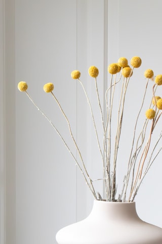 20 tiges de Craspedias séchées - 40-50 cm - Coloris aléatoire