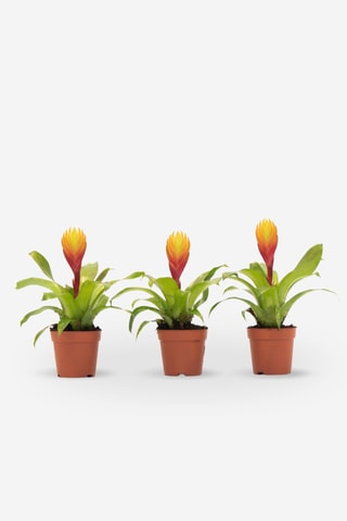 3 Tillandsia Vriesea - 15 à 25 cm