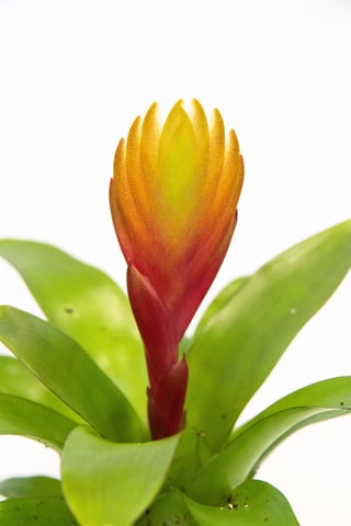 3 Tillandsia Vriesea - 15 à 25 cm