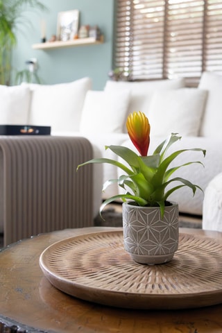 3 Tillandsia Vriesea - 15 à 25 cm