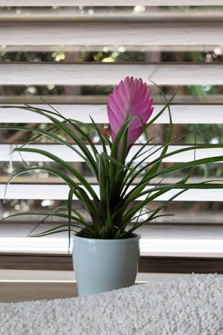 3 Tillandsia Vriesea - 25 à 30 cm