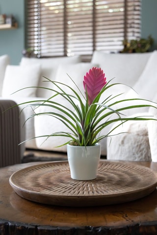 3 Tillandsia Vriesea - 25 à 30 cm