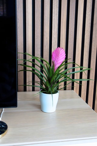 3 Tillandsia Vriesea - 25 à 30 cm