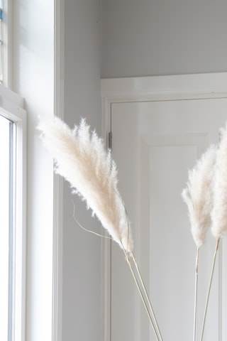 5 tiges d'herbes de la pampa séchées - 115 cm - Coloris aléatoire