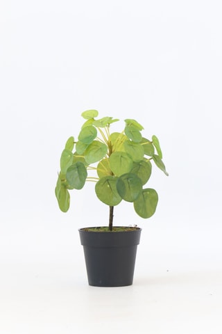 Pilea peperomioides artificiel - Vert - 25 cm