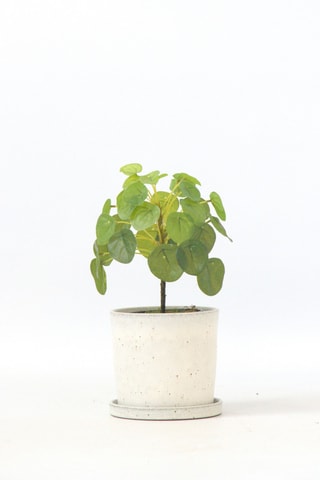 Pilea peperomioides artificiel - Vert - 25 cm