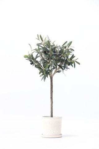 Olivier artificiel - Vert - 65 cm