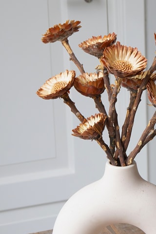 10 tiges de fleurs Protea Compacta séchées - 30 à 40 cm - Coloris aléatoire