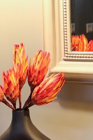 5 fleurs Protea Pendula - 30 à 40 cm - Coloris aléatoire