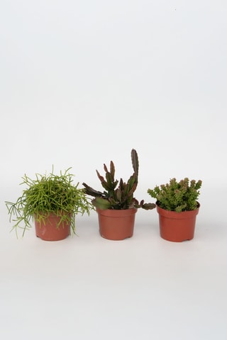 3 cactus Rhipsalis - 15 à 20 cm