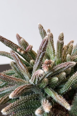 3 cactus Rhipsalis - 15 à 20 cm