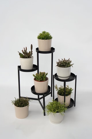 3 cactus Rhipsalis - 15 à 20 cm