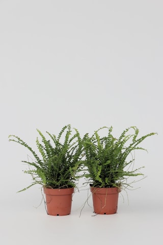 2 Nephrolepis - 25 à 40 cm