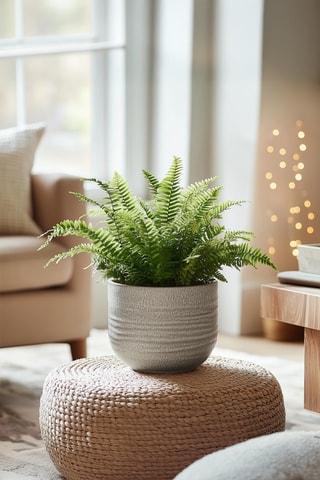 2 Nephrolepis - 25 à 40 cm