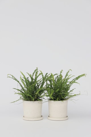 2 Nephrolepis - 25 à 40 cm