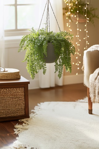 2 Nephrolepis - 25 à 40 cm