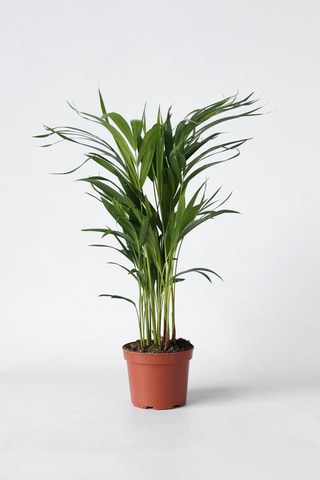 Areca Golden Palm - 60 à 70 cm