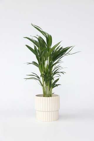 Areca Golden Palm - 60 à 70 cm