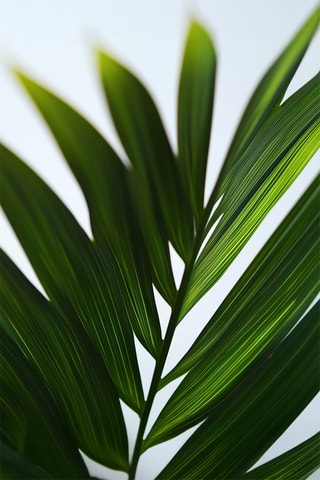 Areca Golden Palm - 60 à 70 cm