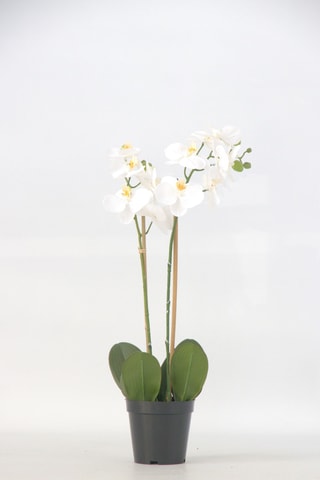Orchidée Phalaenopsis artificiel - Blanc - 55 cm