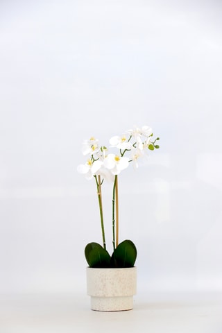 Orchidée Phalaenopsis artificiel - Blanc - 55 cm