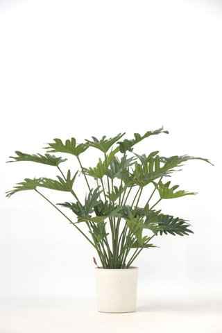Philodendron artificiel - Vert - 65 cm