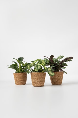 3 plantes d'intérieur - 25 à 40 cm
