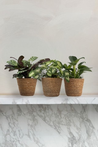 3 plantes d'intérieur - 25 à 40 cm