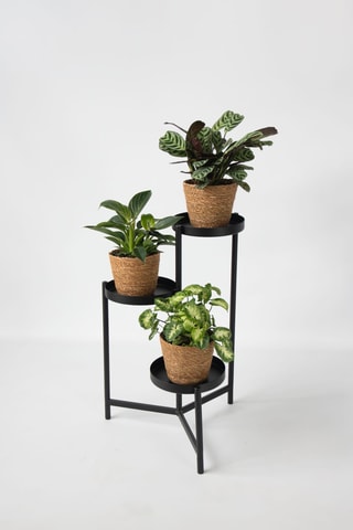 3 plantes d'intérieur - 25 à 40 cm