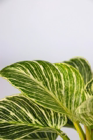 3 plantes d'intérieur - 25 à 40 cm