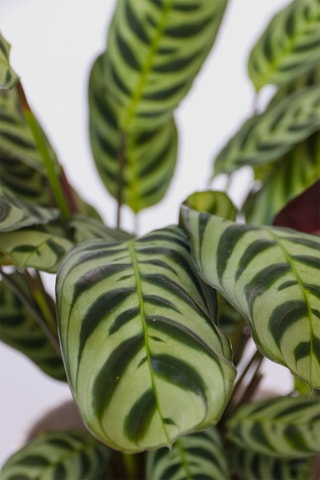 3 plantes d'intérieur - 25 à 40 cm