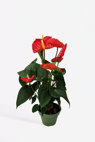 Anthurium "Lague de feu" - 40 à 55 cm