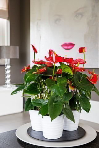 Anthurium "Lague de feu" - 40 à 55 cm